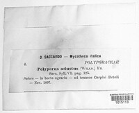 Bjerkandera adusta image